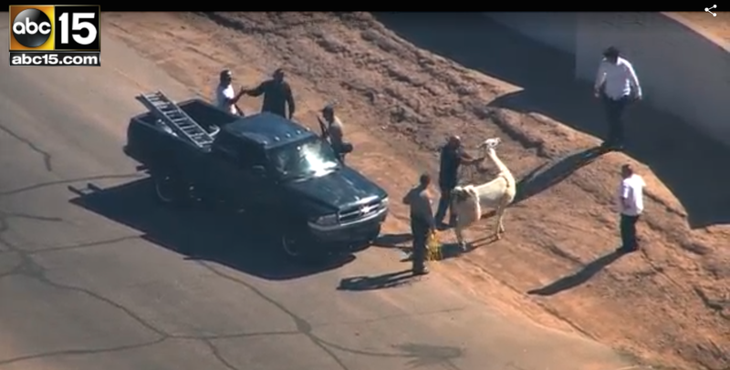 Illustration for article titled Loose Llama Lassoed From A Moving Pickup Truck, Already An Ad